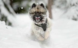 Tegu koser seg i snøen