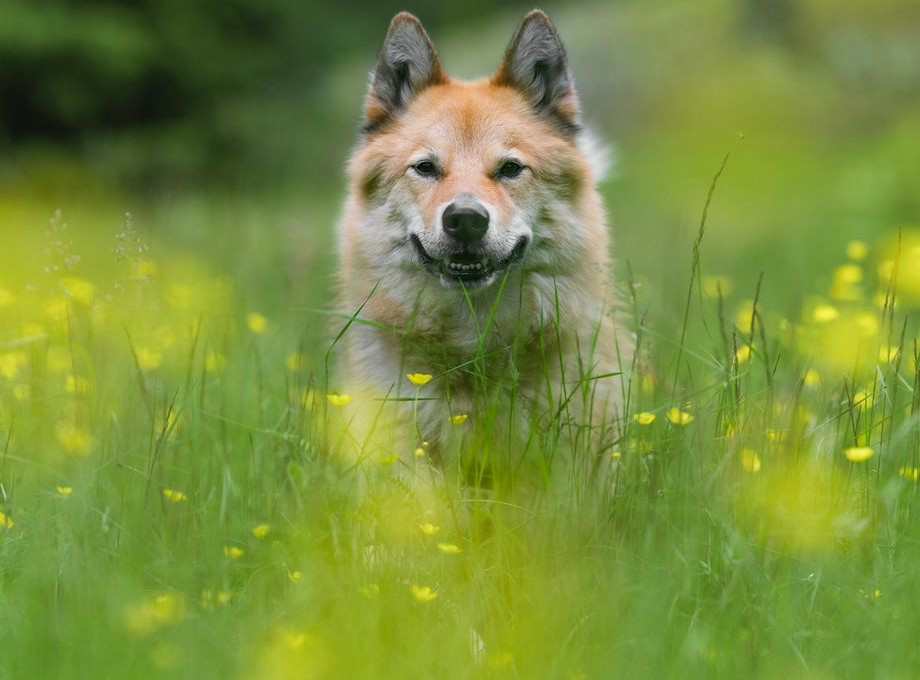 Eilert i blomstereng