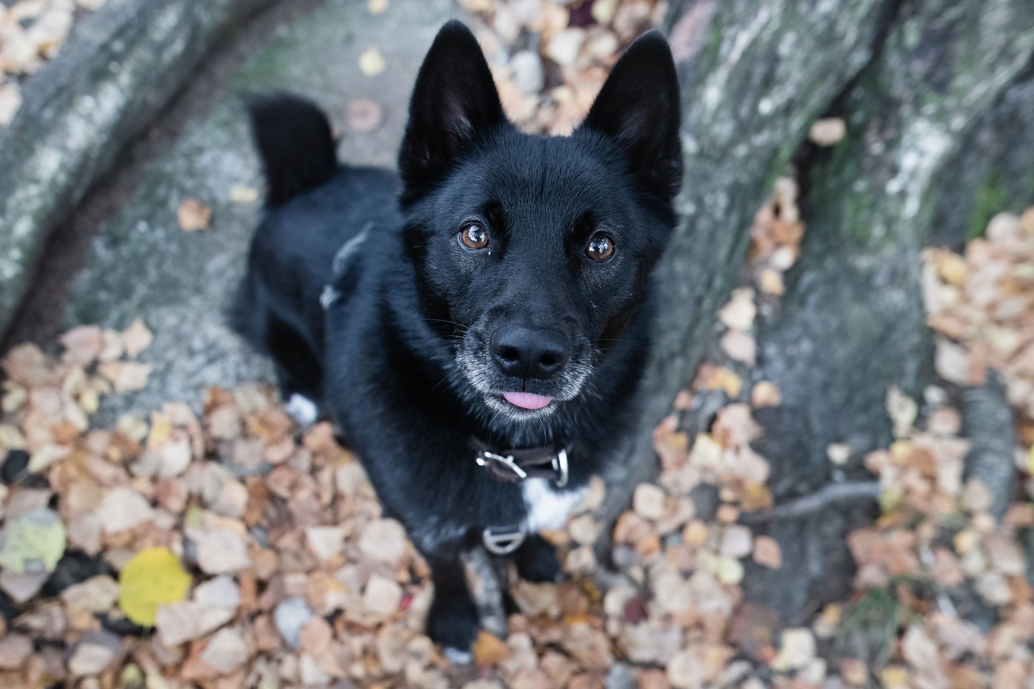 Firakk i skogen