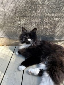 katt som ligger og slapper av på terrasse