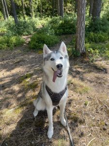 Kahn på tur