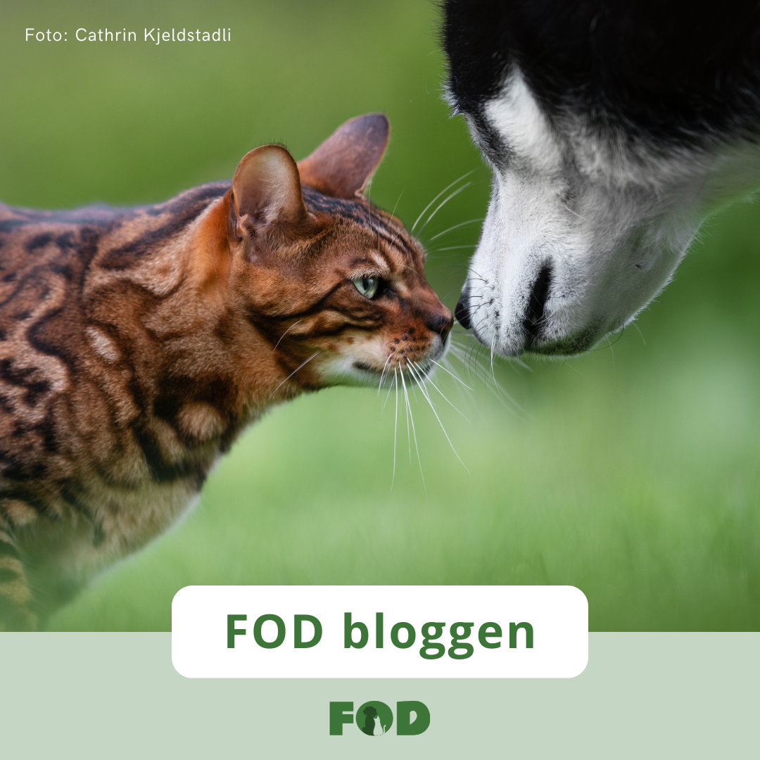 Hund og katt_blogg_ikke slett