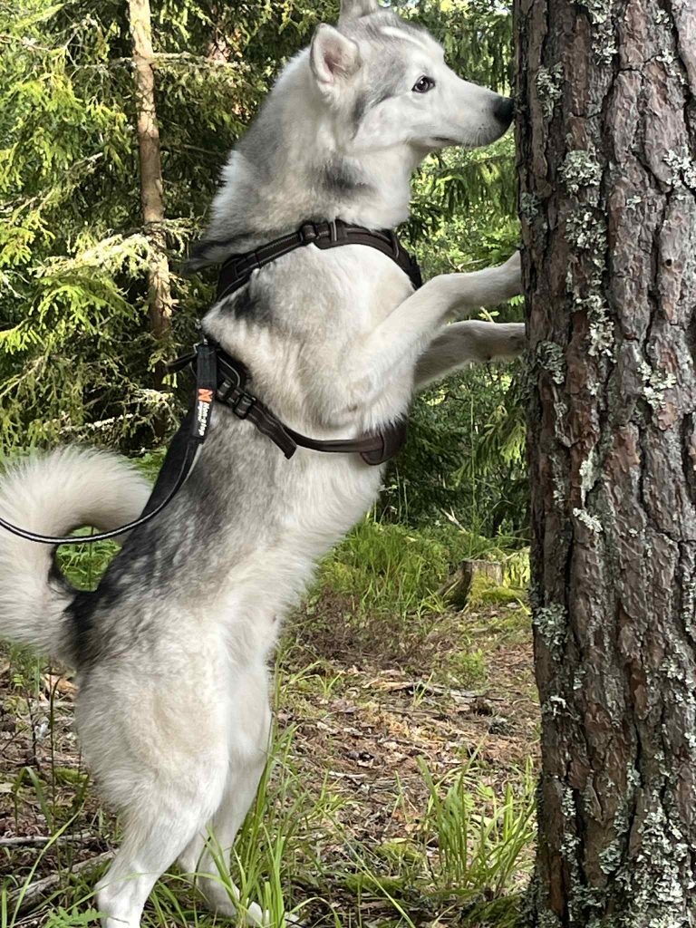 Husky på godbitsøk_BLOGG_ikkeslett