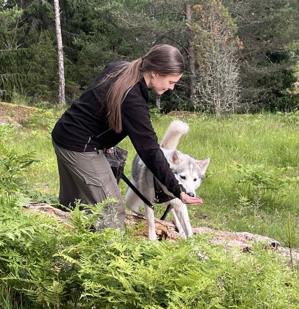 Husky går over rotvelt2_BLOGG_ikkeslett