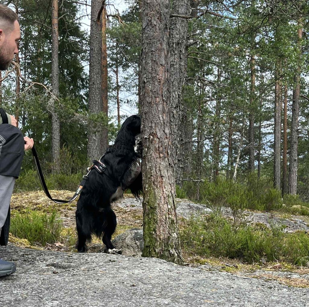 Jakt cocker leter etter mat på trestamme_BLOGG_ikke slett