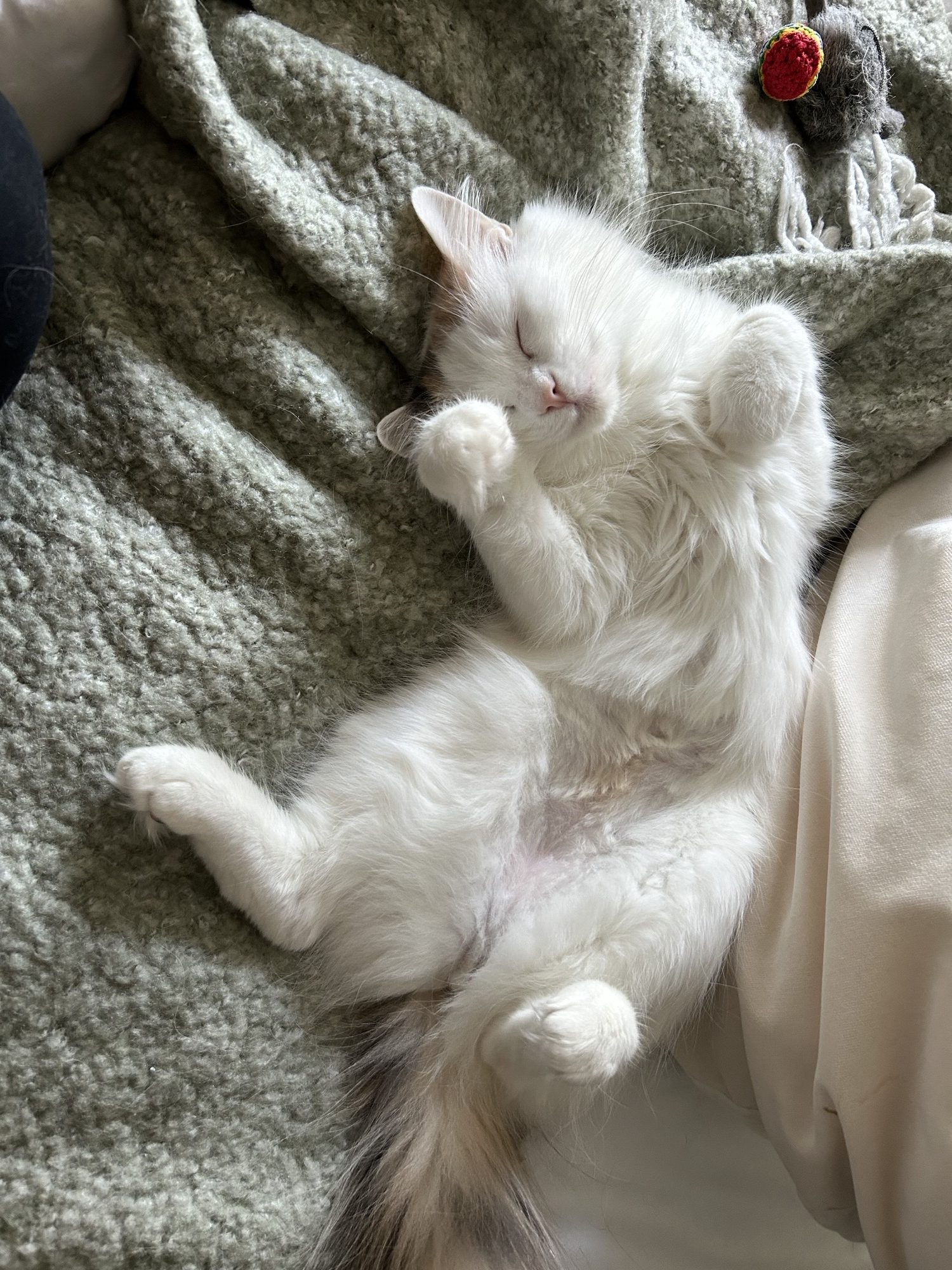 Austin katt