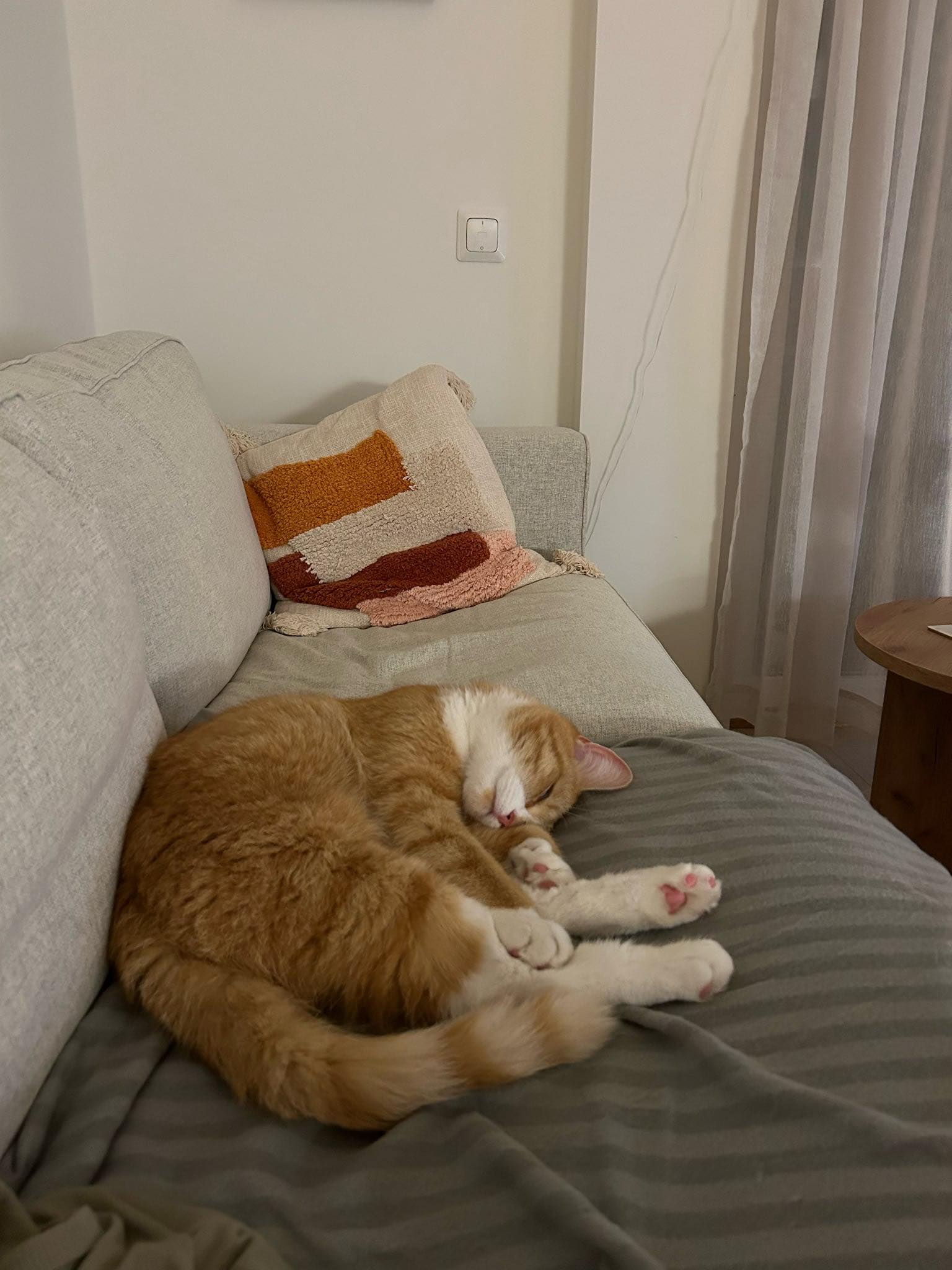 Katten Scott koser seg på sofa`n