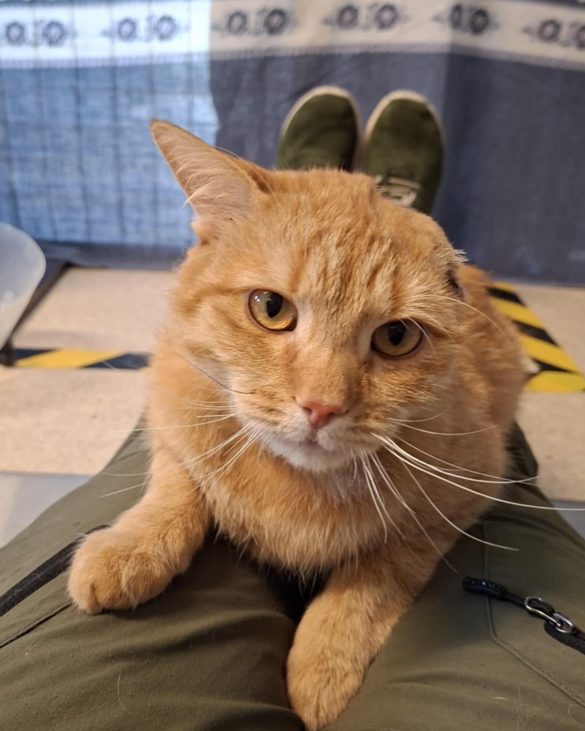 Katt med ett øre som ligger på fanget og ser i kameraet