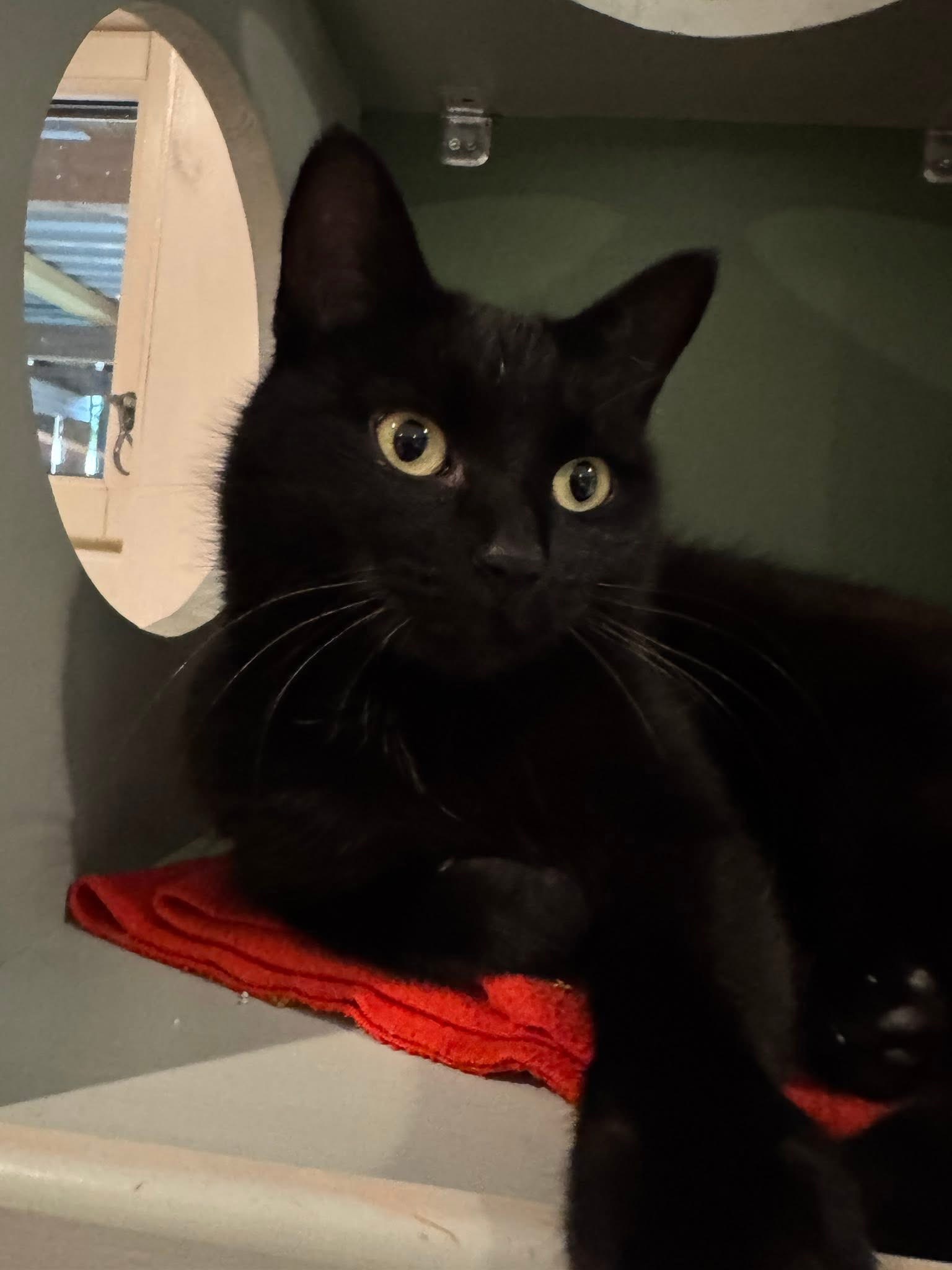 Katt som ligger inni boks på veggen