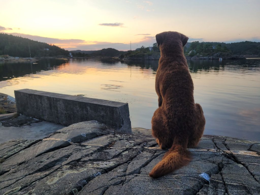 Hund sittende ved vannet _ ikke slett_brukt på nettside