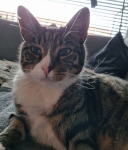 Katt som ligger på albuen i en seng og ser i kameraet