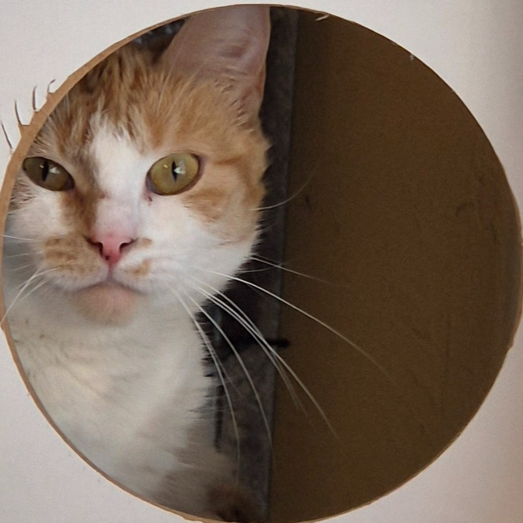 Katt som sitter inne i en hule med rund åpning og ser ut av den.