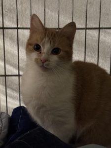 Katt som sitter i et bur