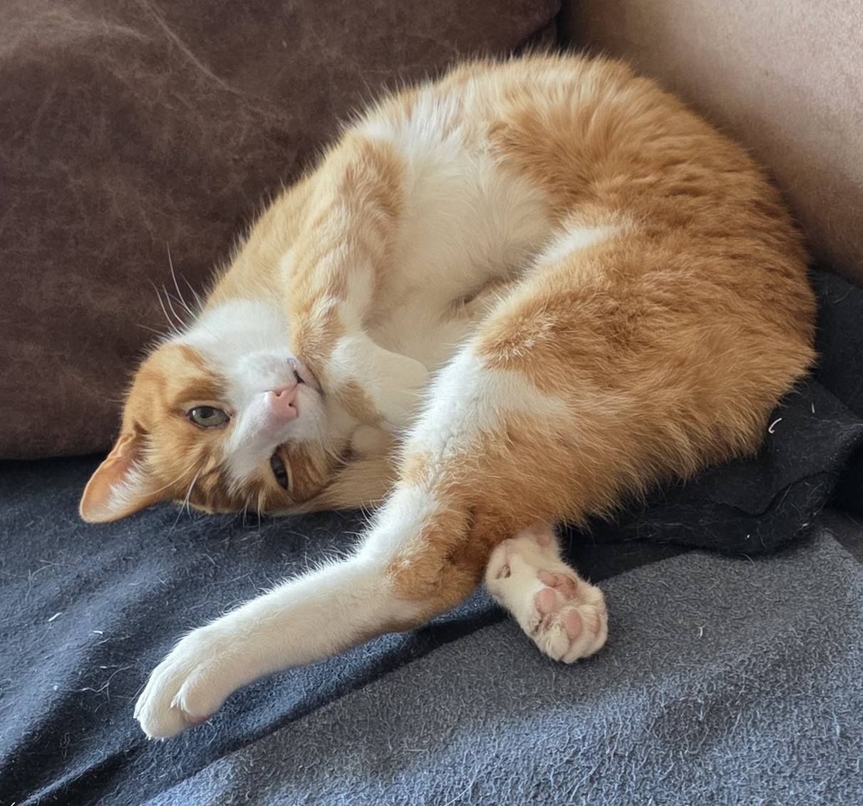 Katt som ligger i kringle og ser i kamera