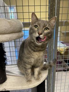 Katt som slikker seg rundt munnen