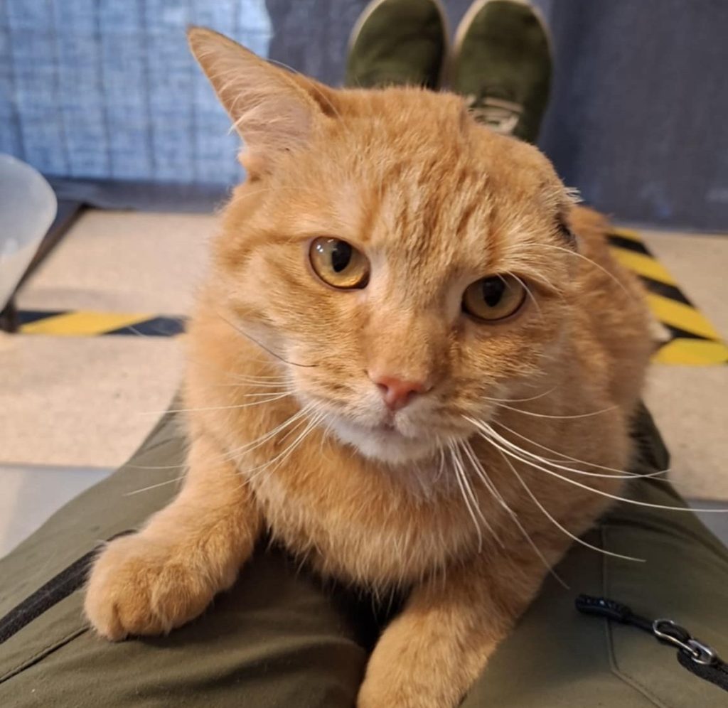 Katten Bragi med operert øre