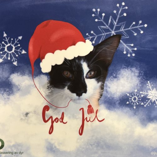 Gavekort med bilde av katt