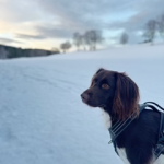 Alba_hund_5