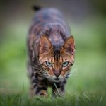 Apollo katt stirrer i kameraet