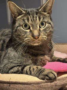 Katt som ligger i katteseng