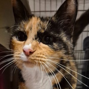 Trefarget katt i inntaksbur som er på vei til å kose med kameraet.