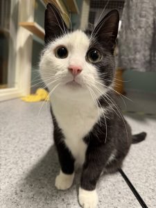 Isi sort og hvit katt sittende