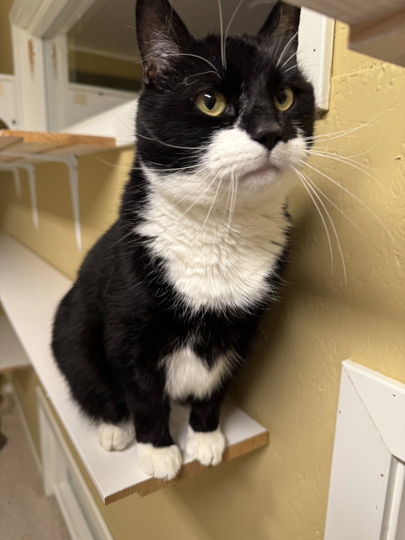 Svart og hvit katt sitter på hylla