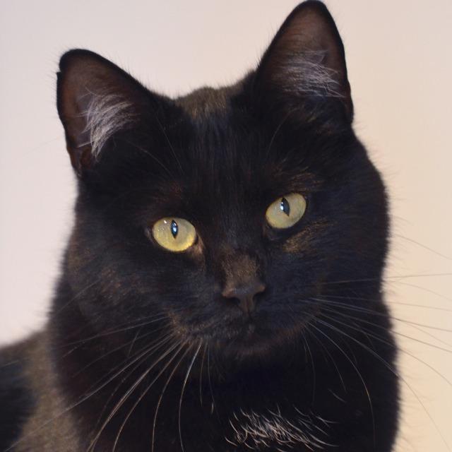 Katt som sitter og ser rett i kameraet.