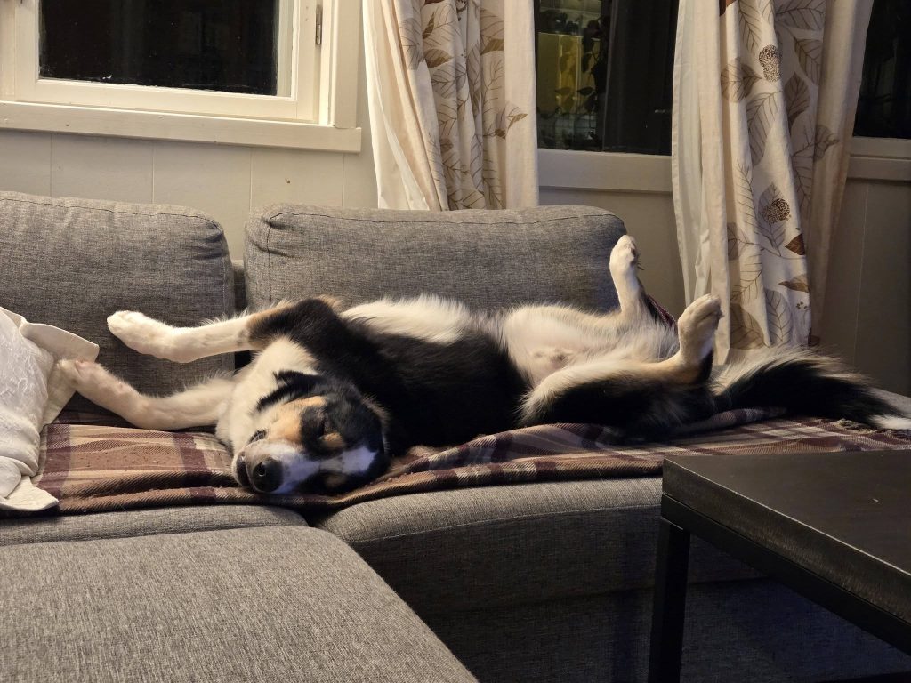 Husky sover i sofan