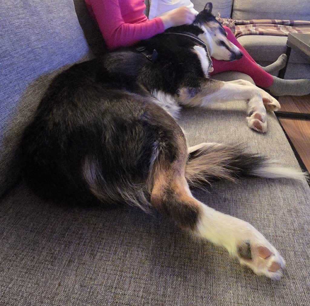 Husky i sofan med familien