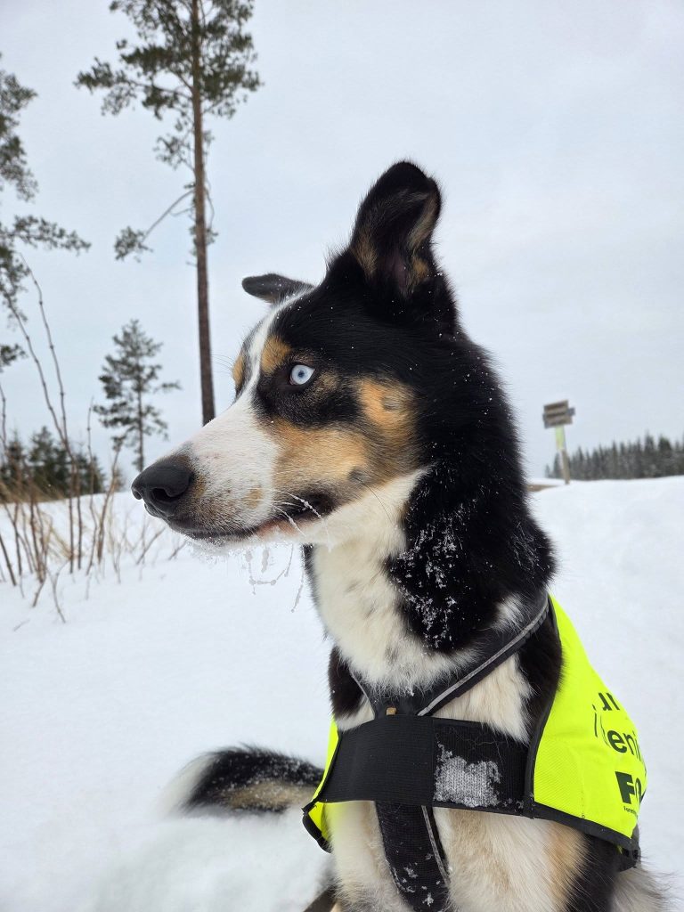 Husky på trening med FOD-vest