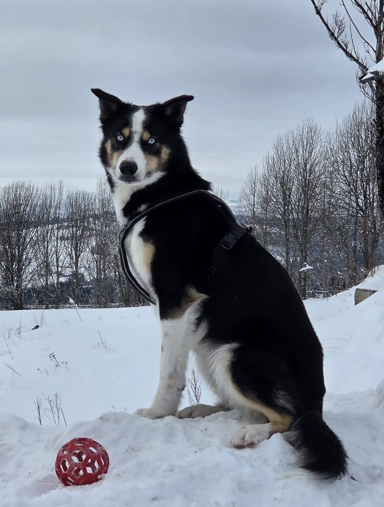 Skare husky sittende