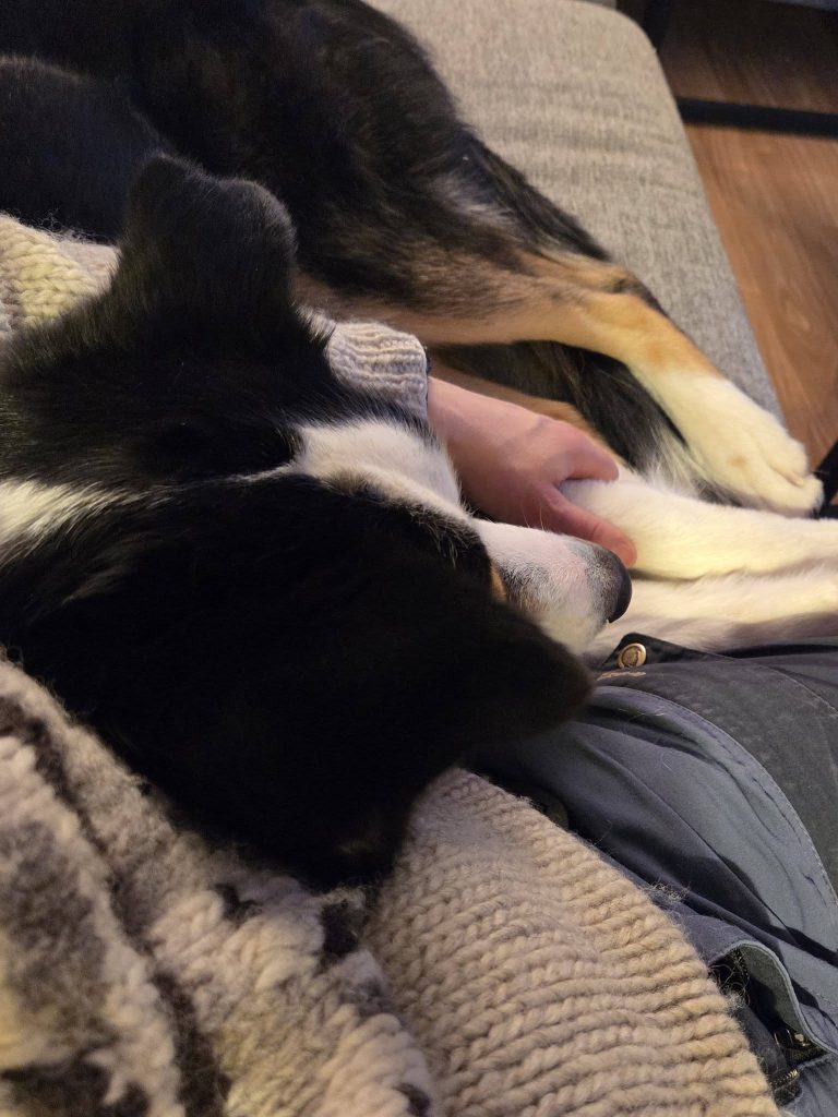 Husky ligger inntil i sofan