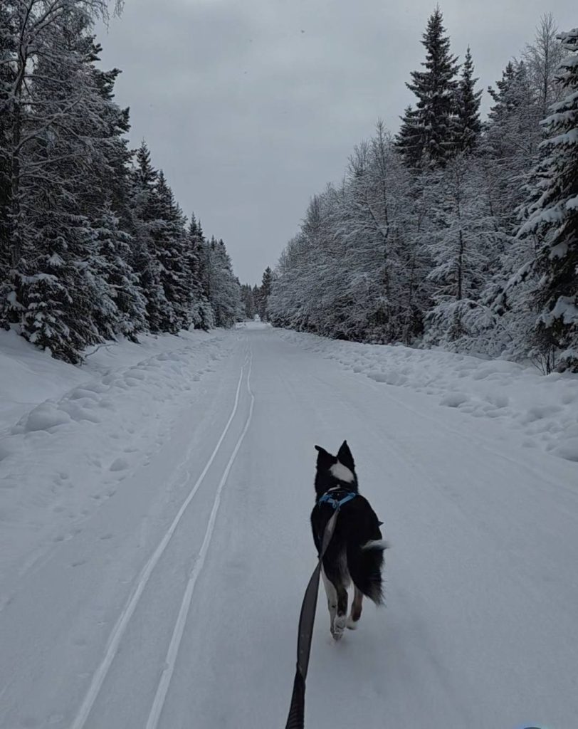 Husky trekker på ski