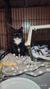 Katt som sitter ved siden av reiseburet og ser i kameraet.