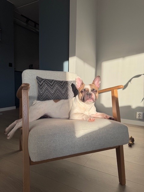 Dorthe hund fransk bulldog i stolen