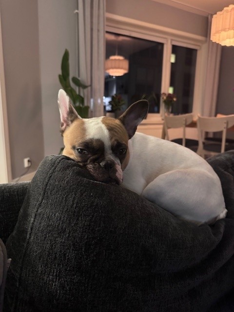 Dorthe hund fransk bulldog på sofaputen