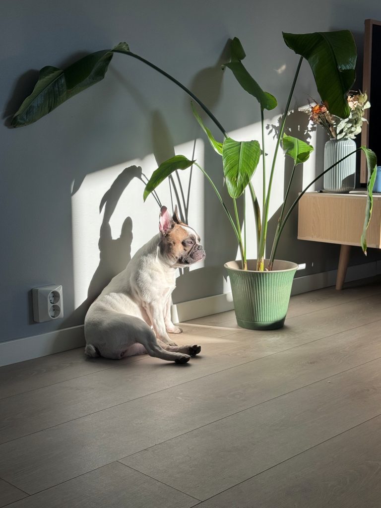 Dorthe hund fransk bulldog sitter i solen