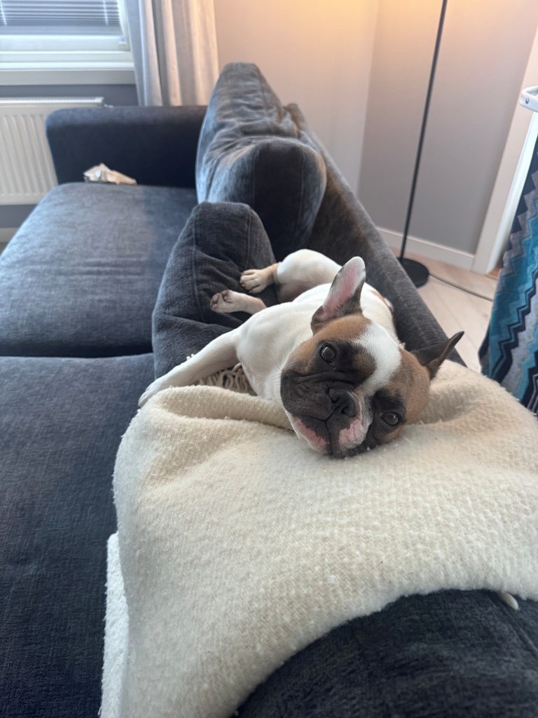Dorthe hund fransk bulldog i sofa