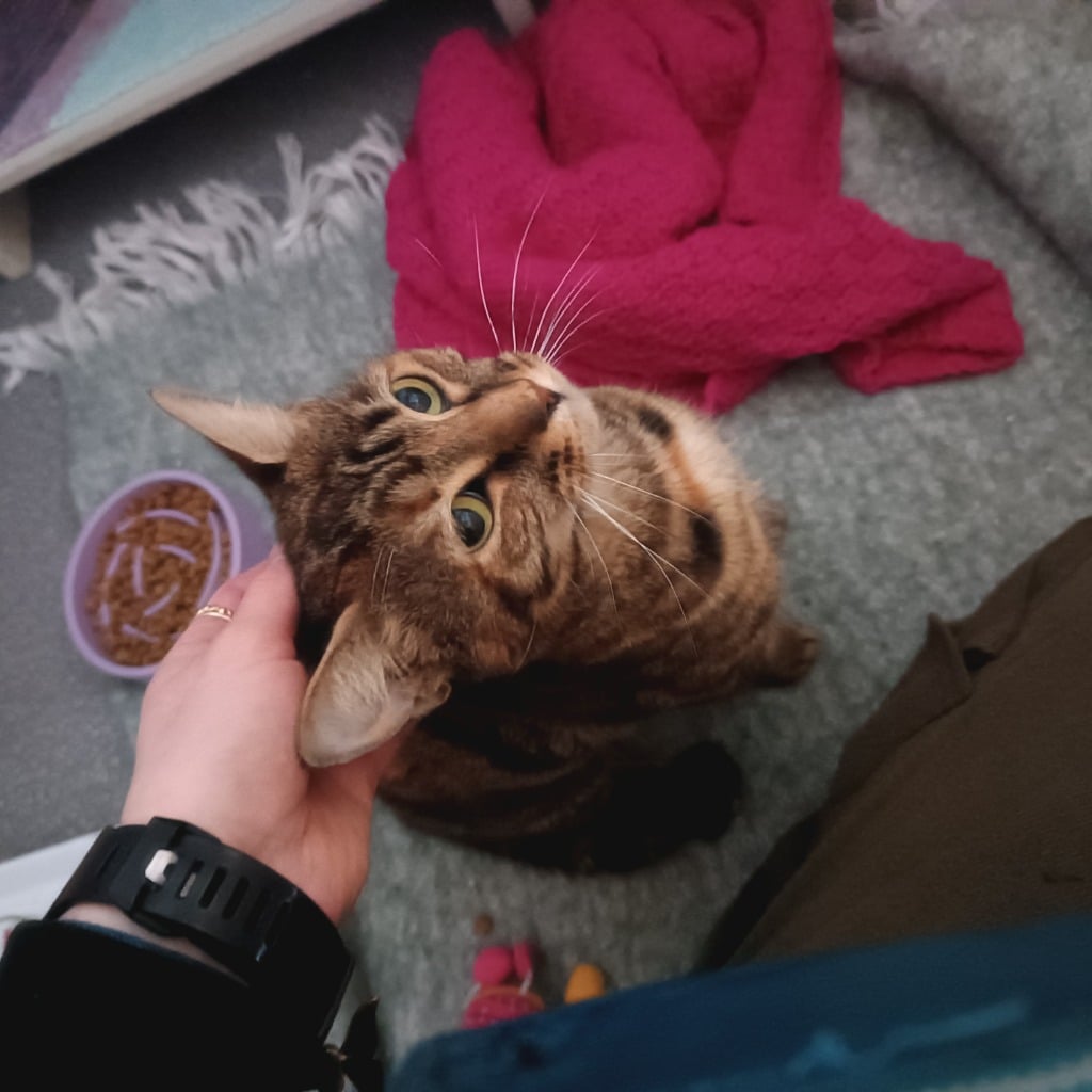 Katt som får kos på nakken.