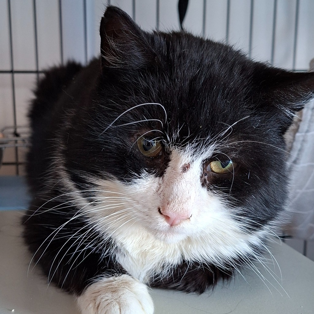 katt med sår på nesa som ligger på en hylle