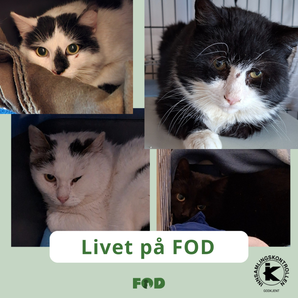 4 katter fra en kattekoloni