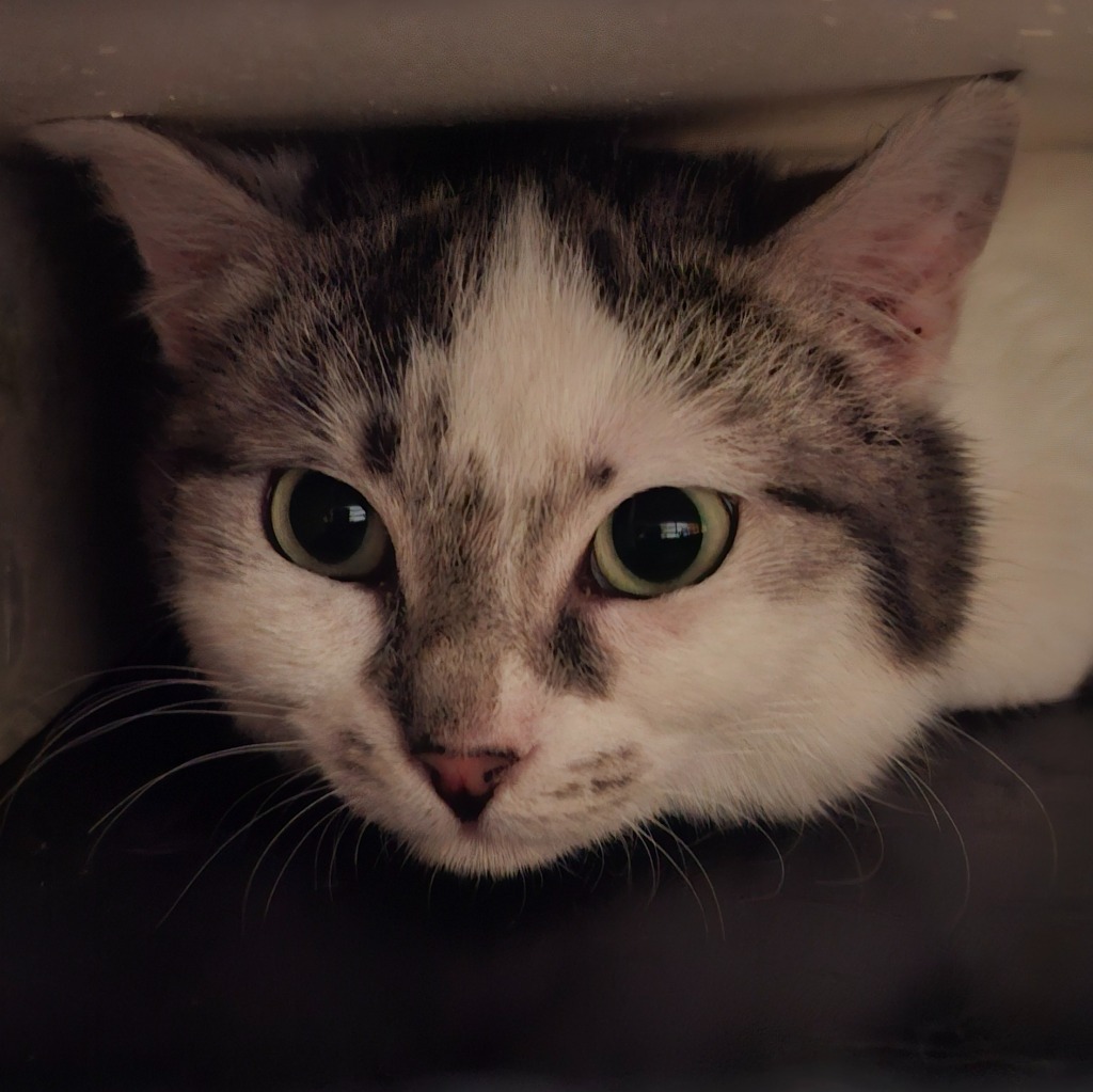 Katt som har gjemt seg under en hylle