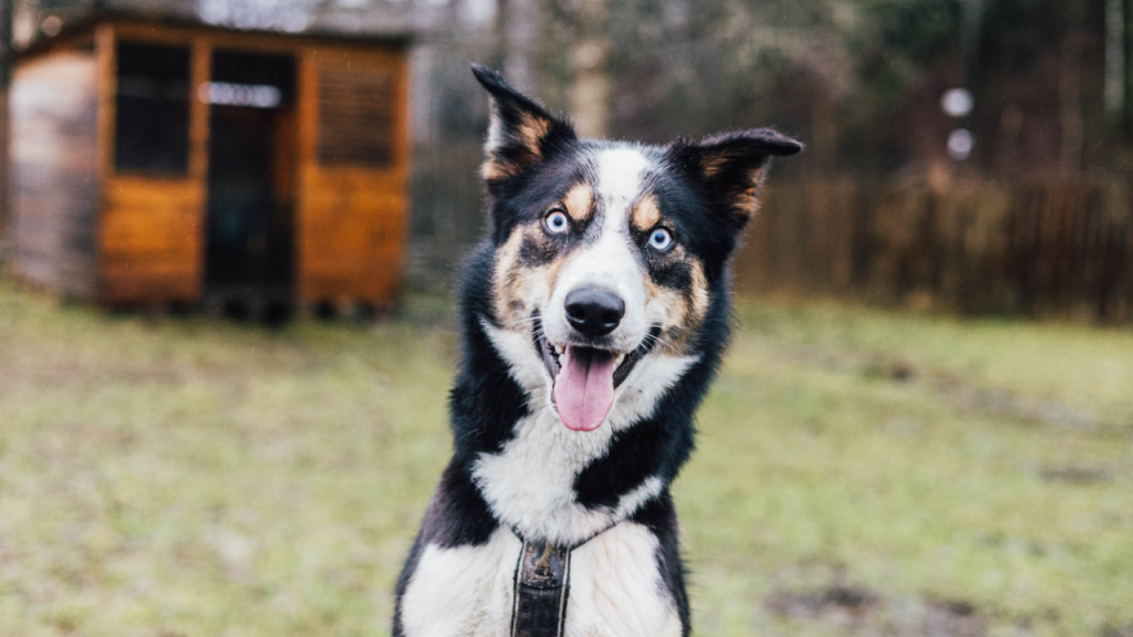Portrett av en husky hund