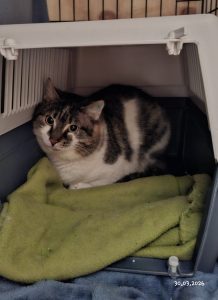 Katt som ligger inne i transportburet