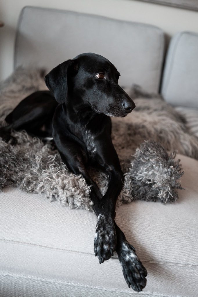 Hund ligger på sofa