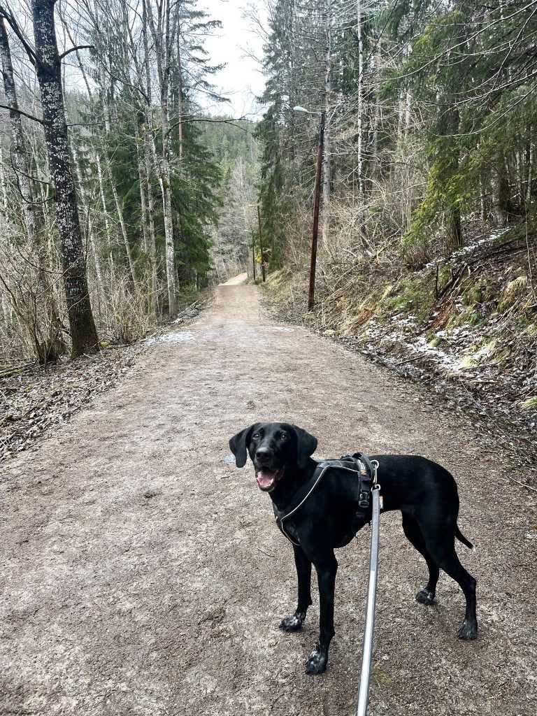 Svart hund på tur