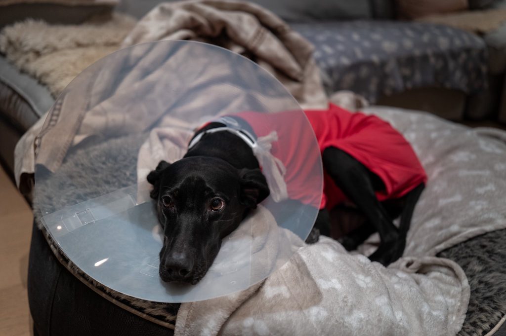 Svart hund med skjerm etter operasjon