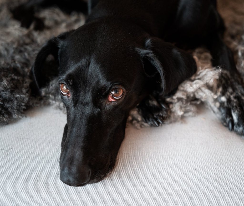Portrett av svart hund