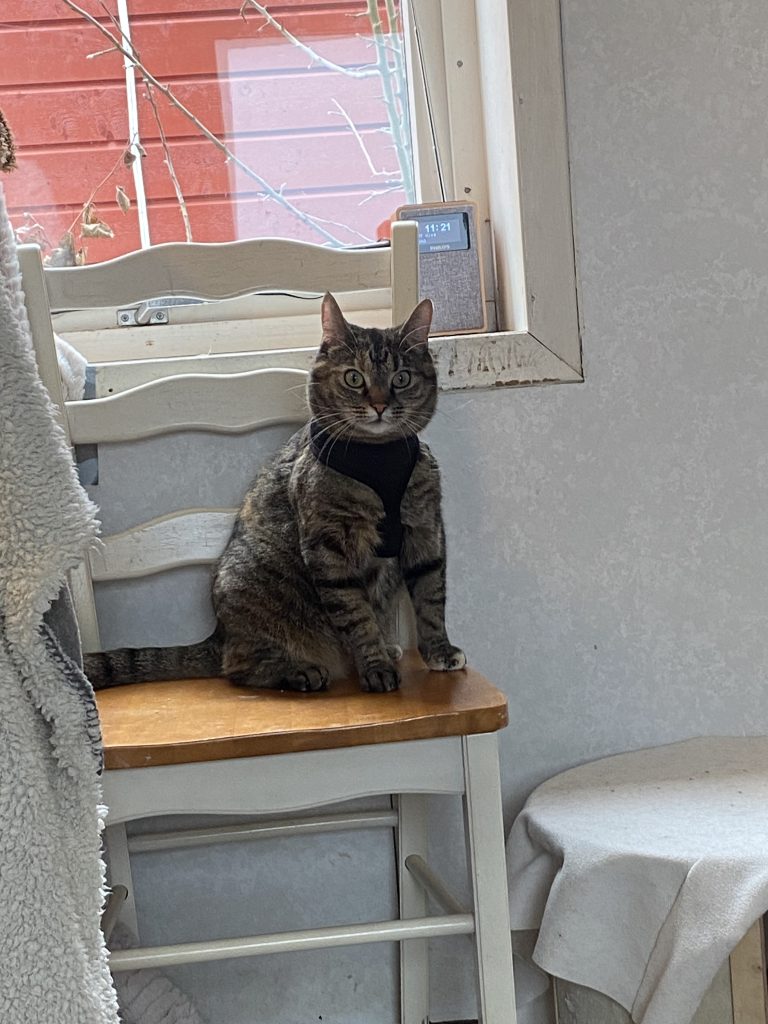 Katt sitter på stol